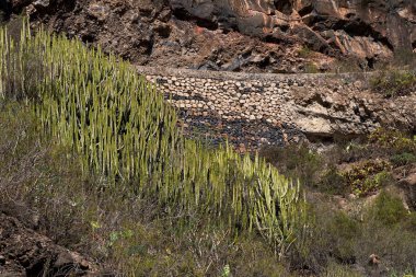 Dağlarda büyük kaktüsler.