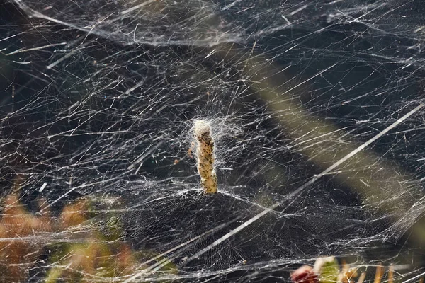 Spider Web a naplementében. — Stock Fotó