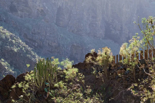 Barranco del infierno (hell's gorge), tenerife, Kanarya Adaları