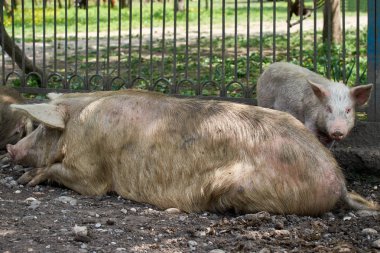 Domuzlar Gürcistan'da Svaneti pitoresk dağlık alanlarda dinlenmek.