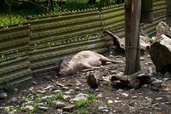 Os porcos relaxam nas pitorescas zonas de montanha de Svaneti, na Geórgia . — Fotografia de Stock