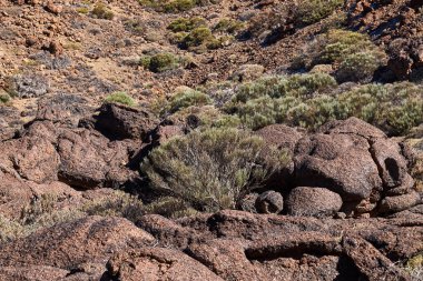 Teide Milli Parkı roques de garcia Tenerife, Kanarya Adaları