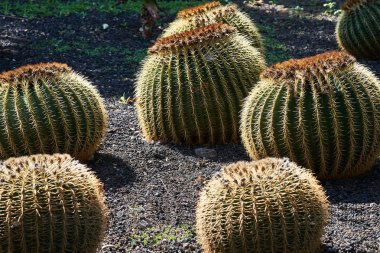 Büyük kaktüsler lots.
