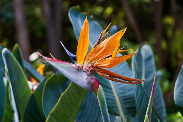 緑の美しい楽園の花(ストレリツィアレジーナ)の美しい鳥 — ストック写真