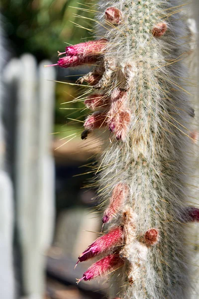 Red flowering cacti in Tenerife — Stock Photo, Image