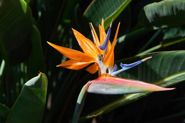 Bela flor de Pássaro do Paraíso (Strelitzia reginae) em verde — Fotografia de Stock