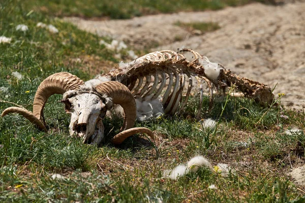 Doğada koyun kafatası.