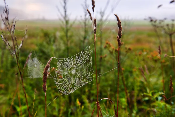 Spider Web a réteken. — Stock Fotó