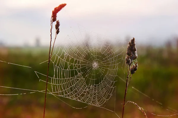 Pavučina na loukách. — Stock fotografie