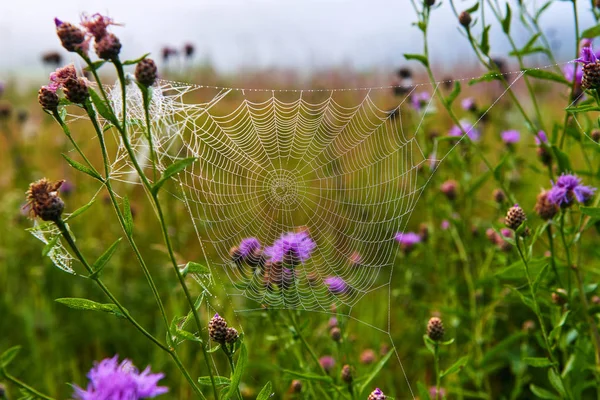 Spider Web a réteken. — Stock Fotó