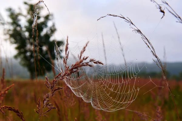 Spider Web a réteken. — Stock Fotó