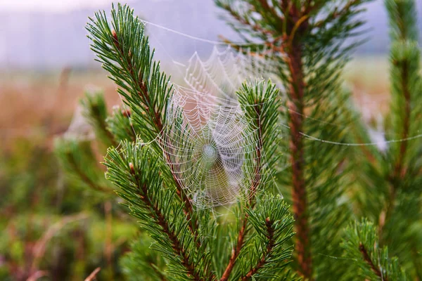 草地上的蜘蛛网. — 图库照片