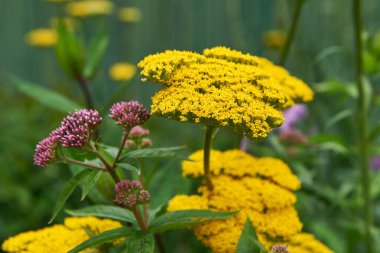 Yaz bahçesinde çiçeklenme çeşitleri yarrow (Achillea filipendulina 'Taç Giyme Altın')