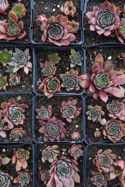 Plastik kutularda genç lahanalar.