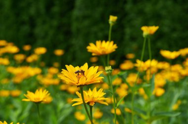 Pot Marigold yaz aylarında. Sarı büyük çiçek halkası, arı nektar toplar.