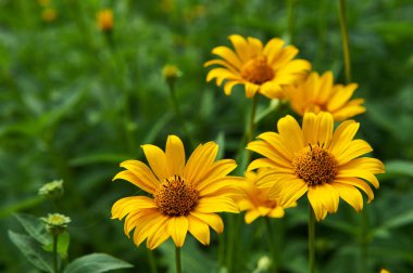 Yaz aylarında Pot Marigold.