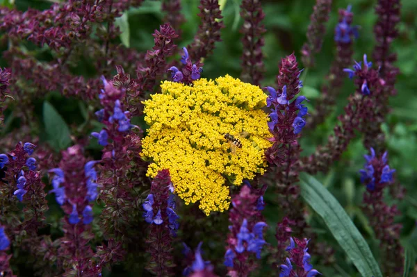 Flor cultivar milenrama (Achillea filipendulina 'Coronation Gold') en el jardín de verano — Foto de Stock