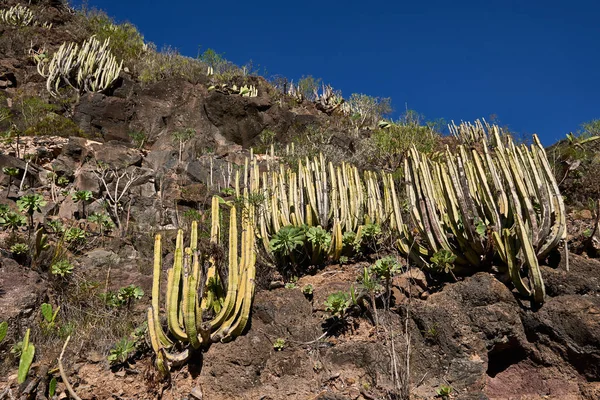 Barranco del infierno (hell's gorge), tenerife, Kanarya Adaları