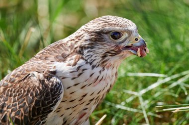 Şahin yakalanan kuşun etiyle beslenir.