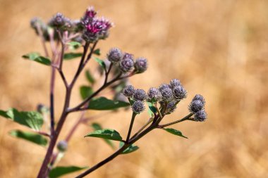 Bir buğday tarlasında weed Cirsium vulgare.