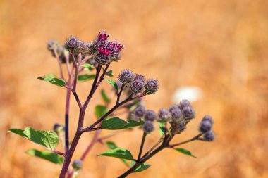 Bir buğday tarlasında weed Cirsium vulgare.