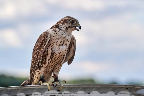 Hunting falcon lands on the cover of the car.