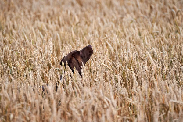 Hunting dog running out of the field.Hunting dog kurthar.