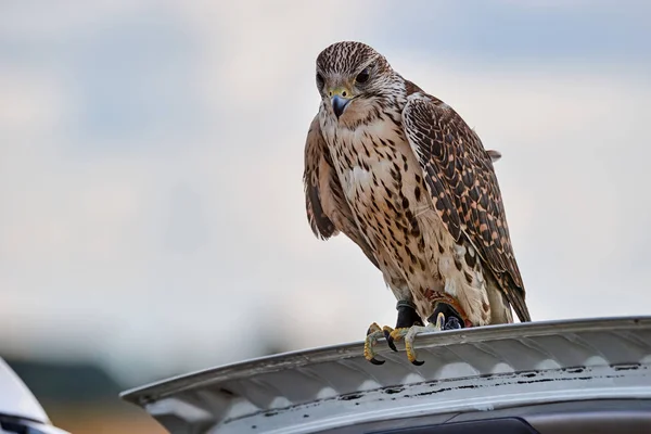 Hunting falcon lands on the cover of the car.