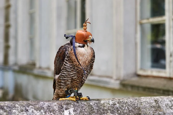 Başında başlık ile Avcılık şahin.