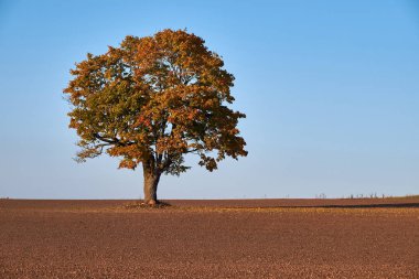 Ortasında büyük meşe ile kırpma alanı. Tarlanın ortasında eski meşe ağacı.