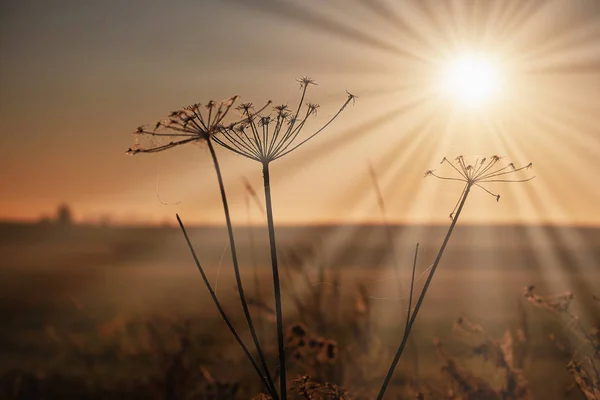 Sisli sonbahar gündoğumu manzara.
