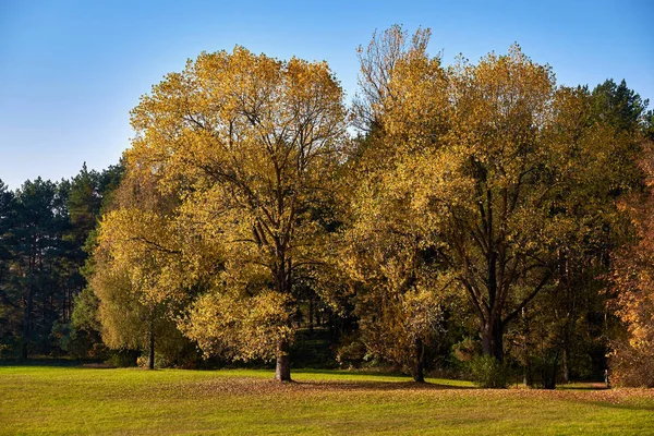 Golden forest landscape during the fall season.