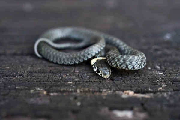 Fa felületre tekeredett füves kígyó (Natrix natrix). — Stock Fotó