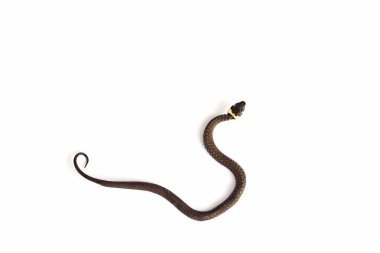 çim üzerinde beyaz izole yılanı (natrix natrix)