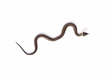 çim üzerinde beyaz izole yılanı (natrix natrix)