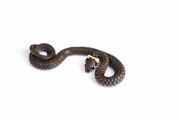 Serpente de grama (Natrix natrix) isolada em branco — Fotografia de Stock