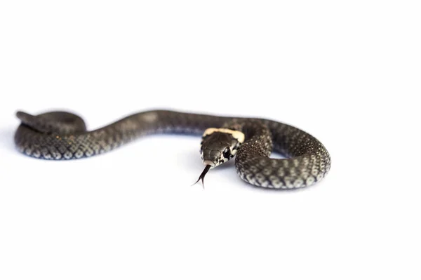 Grass snake (Natrix natrix) isolated on white — Stock Photo, Image