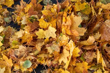 Kuru kahverengi yapraklardan sonbahar halısı. Arka planda kal. Sonbahar yaprakları. Parkta güzel bir sonbahar sezonu.
