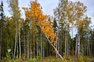 Ormanda devrilmiş yaşlı bir ağaç.