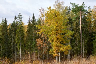 Sonbaharda Litvanya 'da orman manzarası. Orman güneşli sonbahar manzarası..