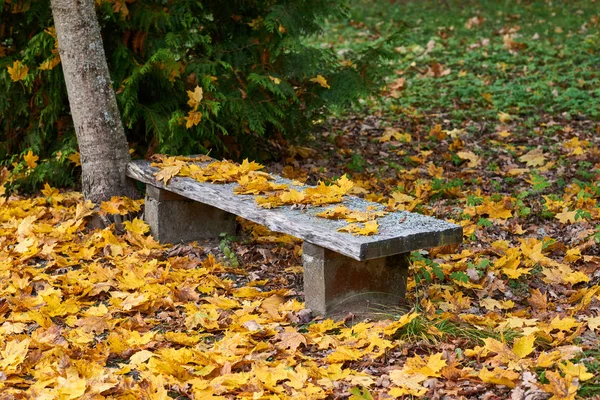 Herbstteppich aus trockenen braunen Blättern. Fallrückzieher. Der Herbst lässt grüßen. schöne Herbstsaison im Park. — Stockfoto