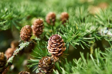 Vahşi doğada küçük kozalaklar.