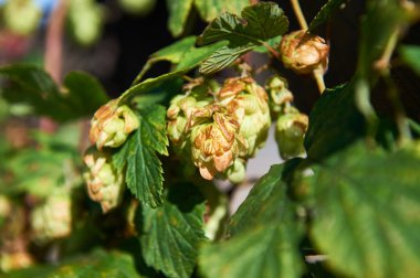 Kokulu zıplamaların olgun konileri.