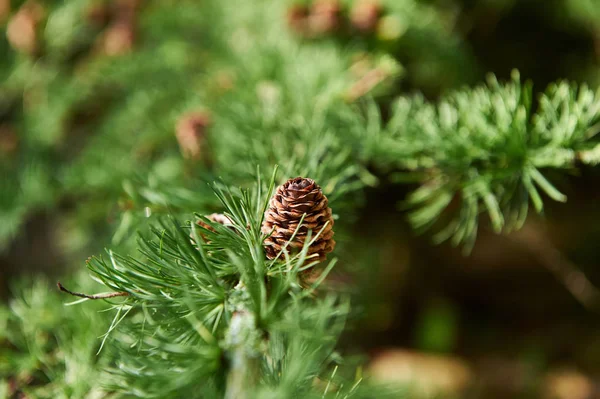 Pequenos cones de pinheiro na natureza . — Fotografia de Stock