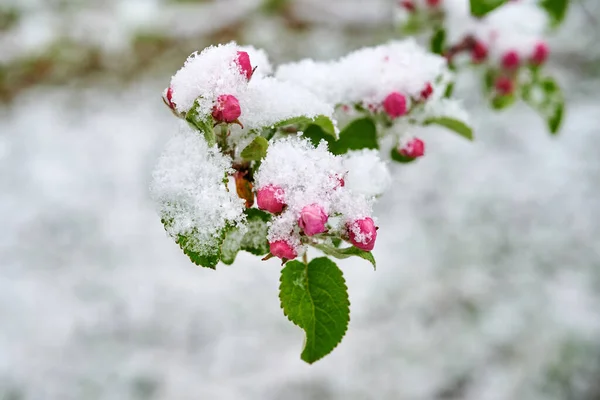 リンゴの木の花が雪に覆われています雪に覆われたリンゴの木の美しい春の花 — ストック写真