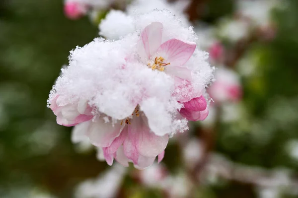 Blommor Äppelträd Täckta Med Snö Vackra Vårblommor Äppelträd Täckta Med — Stockfoto