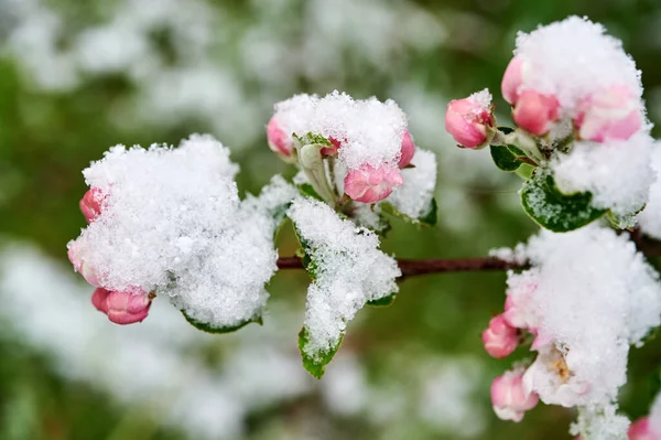 リンゴの木の花が雪に覆われています雪に覆われたリンゴの木の美しい春の花 — ストック写真