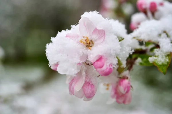 Elma ağaçları karla kaplıdır. Karla kaplı elma ağaçlarından oluşan güzel bahar çiçekleri..