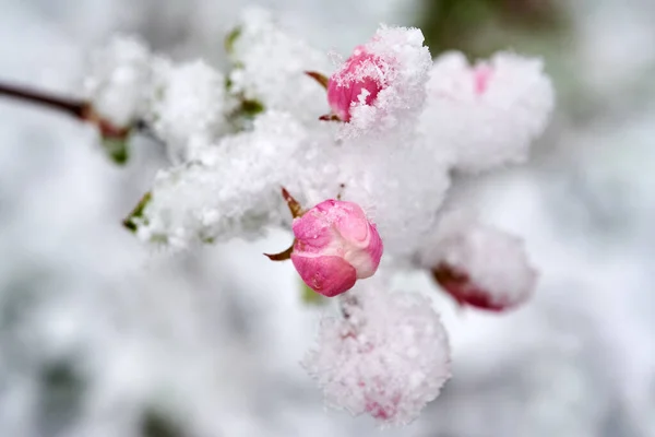 リンゴの木の花が雪に覆われています雪に覆われたリンゴの木の美しい春の花 — ストック写真