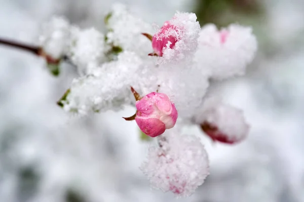 Blossoms Apple Trees Covered Snow Beautiful Spring Blossoms Apple Trees — Stock Photo, Image